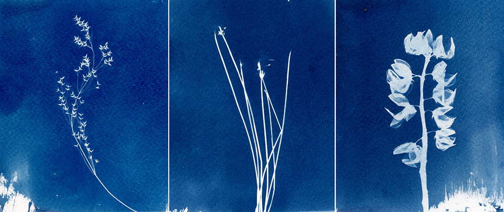 Cyanotype - The Maud Street Photo Gallery