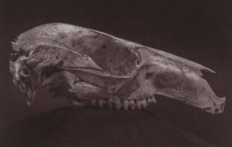 Joachim Froese: Alchemy